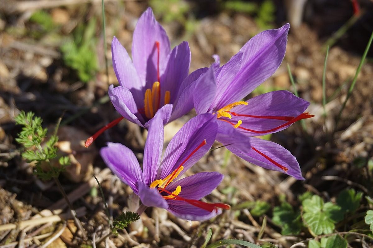 Fleurs violettes de Crocus sativus avec leurs stigmates rouges, avant séchage du safran